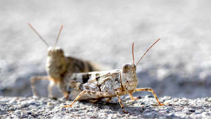 Grasshoppers on the Go Make Migratory Stop in Las Vegas Area