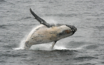 A Rare Photograph Shows a Sea Lion Trapped in the Mouth of a Humpback Whale