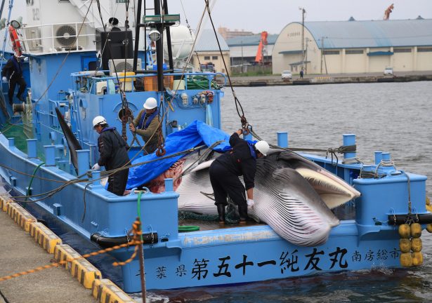 Workers prepare to unload a captured Minke whale after commercial whaling at a port in Kushiro, Hokkaido Prefecture, Japan, July 1, 2019. (Masashi Kato/Reuters)
