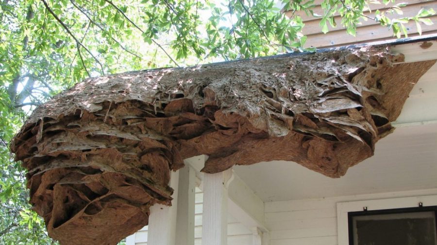 Massive Wasp Nests as Big as a Car Are Appearing in Alabama Again