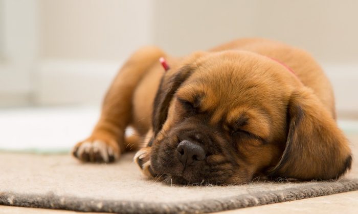 Animal Shelter Shares Adoption Advantages