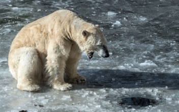 Man Charged in Alaska for Killing Polar Bear, Burning Its Body After Letting It Rot for 5 Months