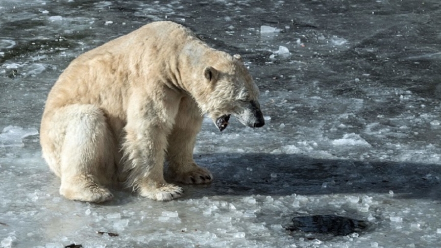 Man Charged in Alaska for Killing Polar Bear, Burning Its Body After Letting It Rot for 5 Months
