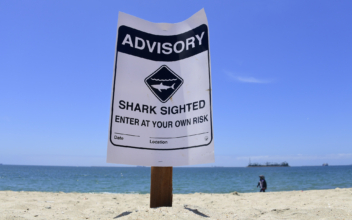 Good Samaritans Help California Swimmer Attacked by Shark