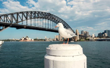 Australian Seagulls Could Carry Drug-Resistant Superbugs, Study Finds