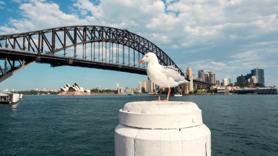 Australian Seagulls Could Carry Drug-Resistant Superbugs, Study Finds