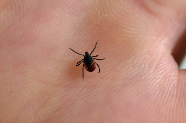 A picture shows a tick. (Bertrand Guay/AFP/Getty Images)