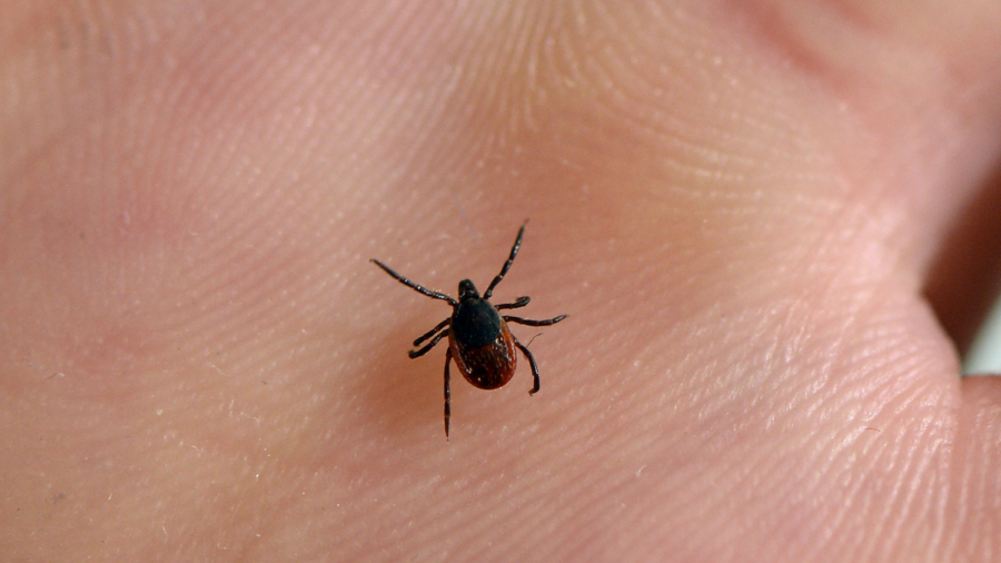 Lyme Disease Infections Have More Than Tripled in Rural America Since 2007: Health Insurance Analysts
