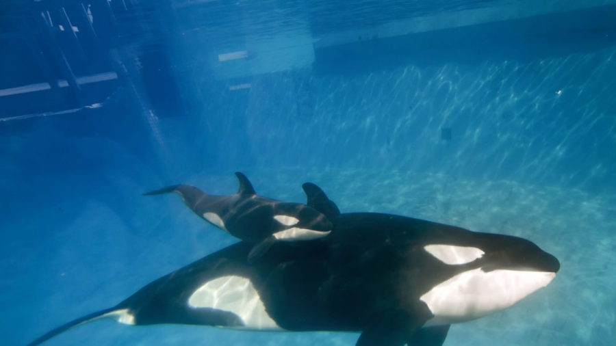 Virgin Holidays Will No Longer Offer Trips to SeaWorld, Other Marine Mammal Parks