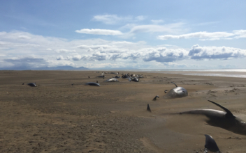 Pilot Whales Strand on Iceland Beach in Group of 50 or More