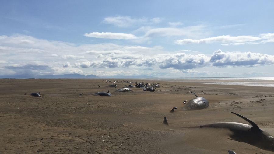 Pilot Whales Strand on Iceland Beach in Group of 50 or More