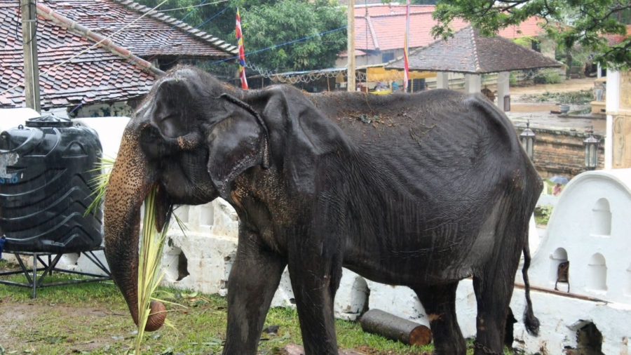 Sri Lankan Elephant Whose Photos Went Viral Later Collapsed, Says Minister