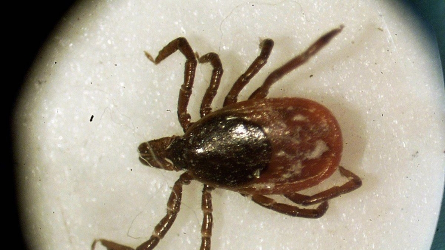 Rare tick-borne virus kills resident of New York