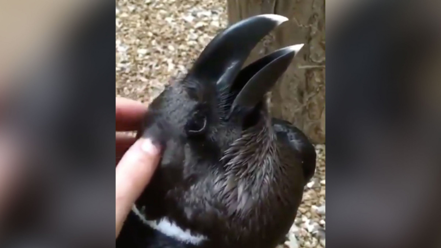 Is It a Bird or a Bunny? This Optical Illusion of an Animal Is Confusing the Internet