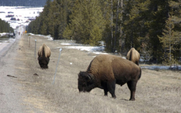 Yellowstone Officials Warn of Dangerous Behavior With Bison