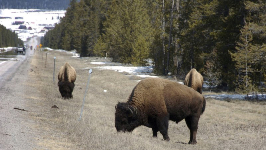 Yellowstone Officials Warn of Dangerous Behavior With Bison