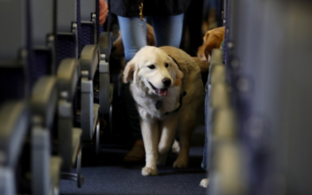 US Lays out Enforcement Priorities for Animals on Planes