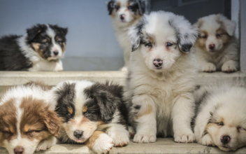 Pandemic Puppies: Dog Daycare Business Booming