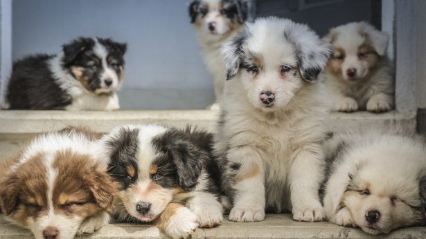 A pile of sleepy puppies in a file photo. (Jametlene Reskp/Unsplash)
