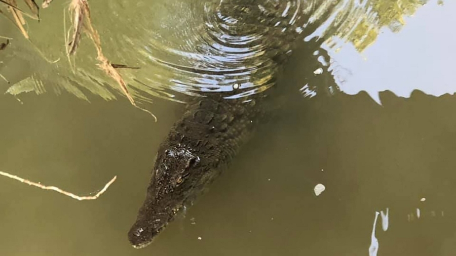 7-foot Crocodile Swims in Creek as Elementary School Kids Play in Water