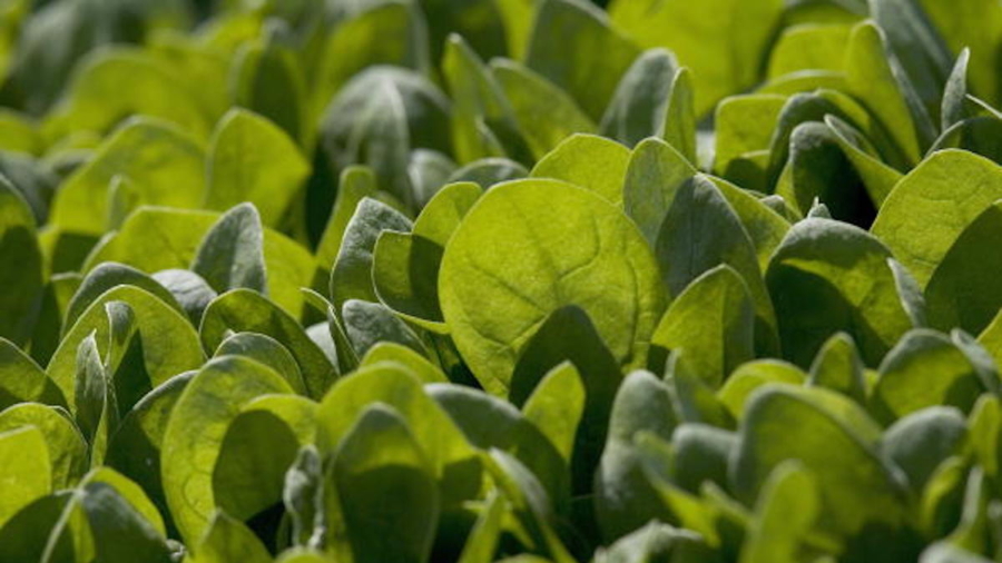 Which Vegetables Are Healthier Cooked?