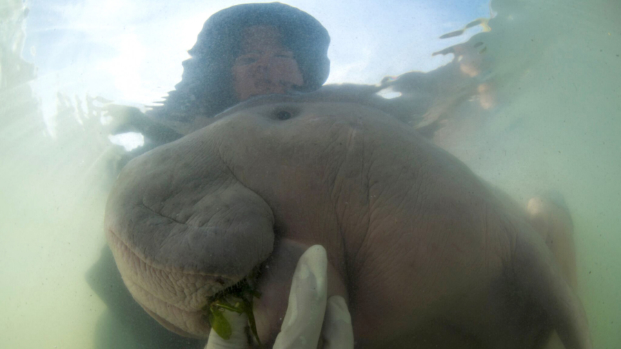 Thailand’s Lost Baby Dugong Dies From Shock, Eating Plastic