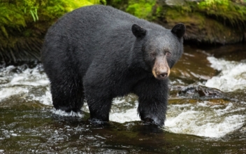California Woman Fends Off Bear Attack With Laptop