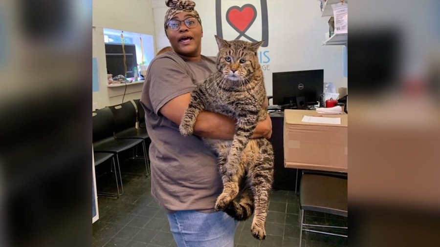 Huge 26-pound Shelter Cat That Enchanted the Internet Has Found a Home