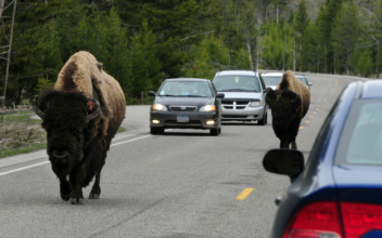 Watch: Family Driving Through Yellowstone Caught in Bison Stampede