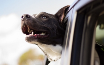 Man Breaks Car Window to Save Distressed Dog Trapped Inside