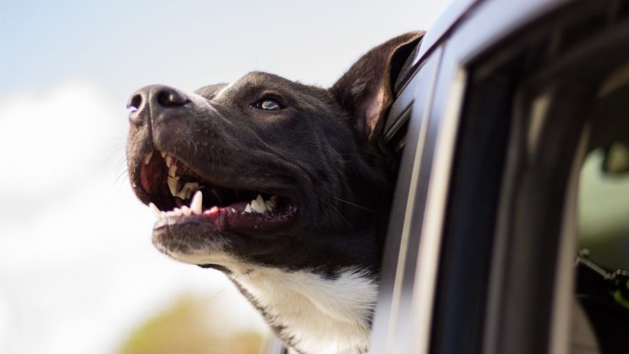 Man Breaks Car Window to Save Distressed Dog Trapped Inside