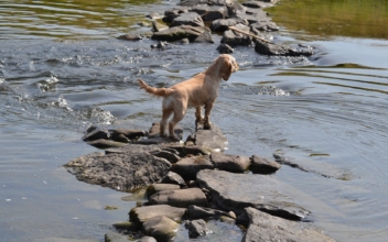 Dog Owners Raise Awareness of Dangerous Toxic Algae Harmful to Dogs