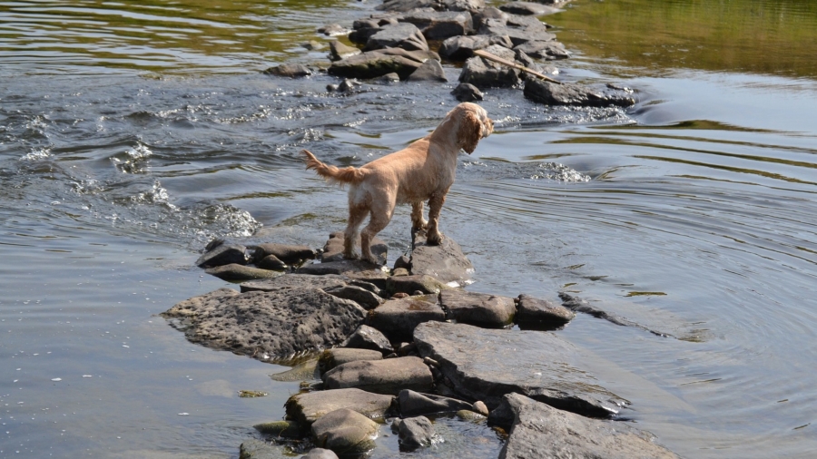 Dog Owners Raise Awareness of Dangerous Toxic Algae Harmful to Dogs