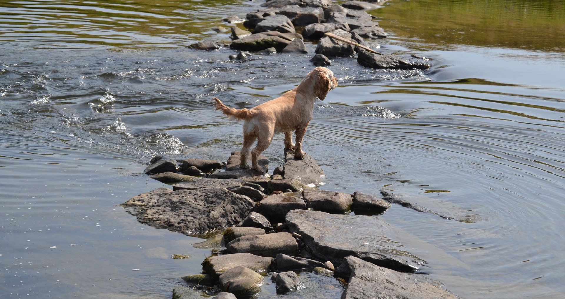 Dog Owners Raise Awareness of Dangerous Toxic Algae Harmful to Dogs NTD