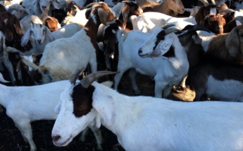 California School Uses Goats to Clear Away the Weeds