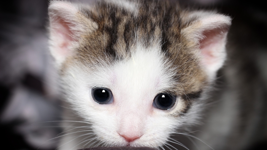 No Cat-Astrophe: Police Find Kittens in ‘Suspicious Package’