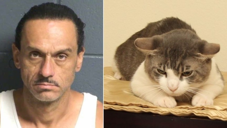 Man Accused of Animal Cruelty After Cat Tests Positive for Meth