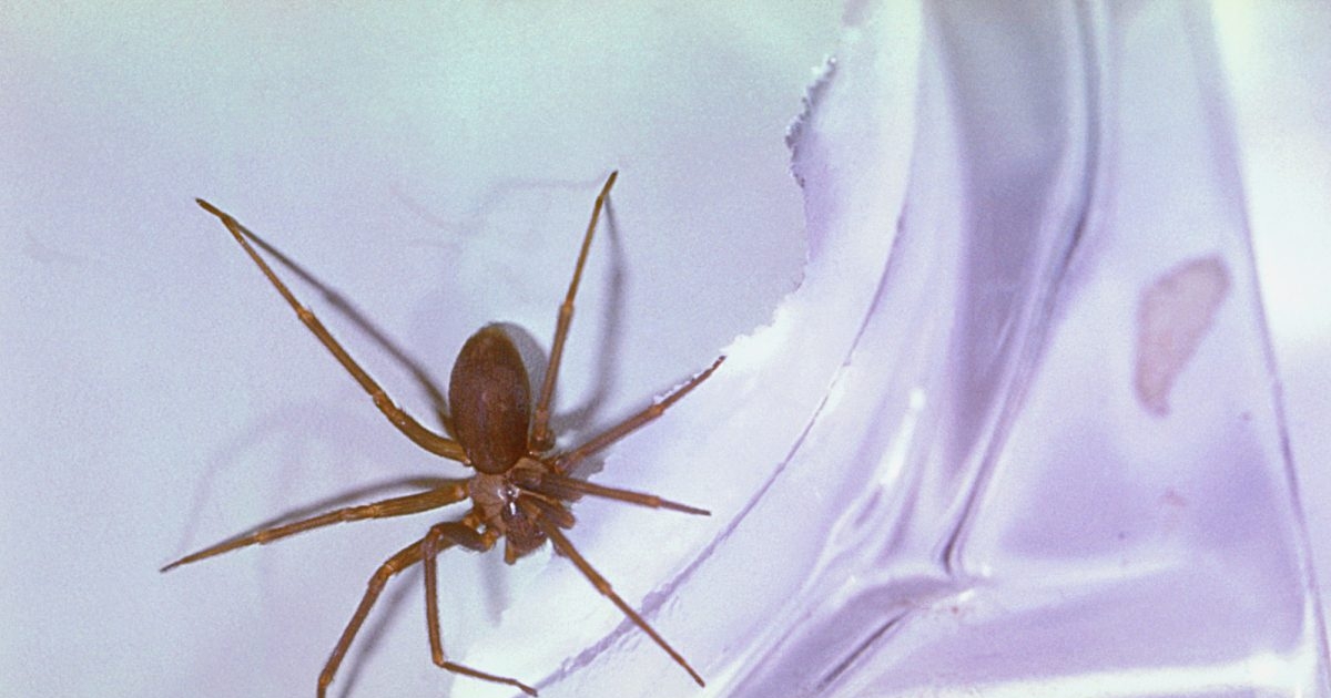 Doctors Find Venomous Spider In Missouri Womans Ear Ntd