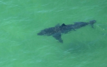 Swimmer Attacked by Shark in Waters Near San Diego