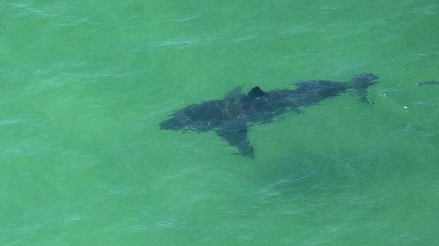 Swimmer Attacked by Shark in Waters Near San Diego