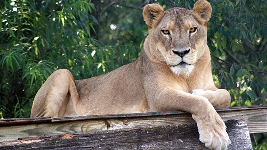 Heat Proves Deadly for a 17-Year-Old Lion at a North Carolina Animal Sanctuary
