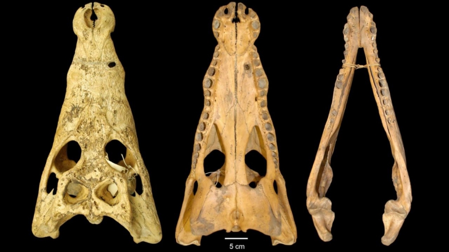Researchers Discover New 10-Foot-Long Crocodile Species in Museum Skull Collections