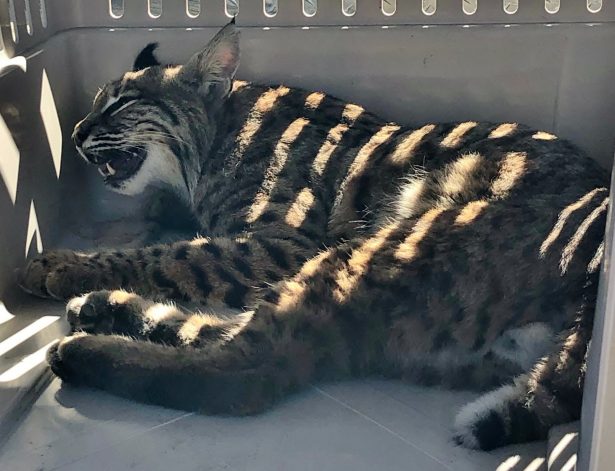A wounded bobcat in a file photo. (Colorado Parks and Wildlife's Southeast Region/Twitter)