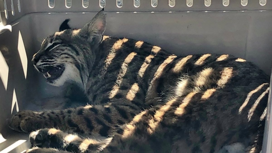 Colorado Woman Lays an Injured Bobcat in the Back of Her Car Just Behind Her Child
