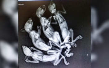 4 Baby Squirrels Found With Tails Braided Together, Vets Suspect Animal Abuse