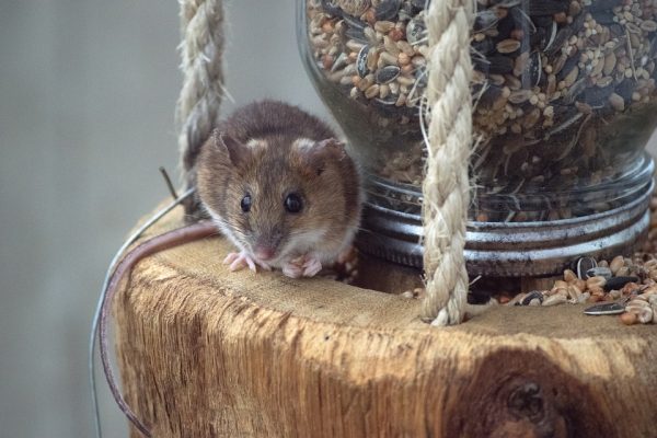 A mouse in a file photo. (Pixabay)