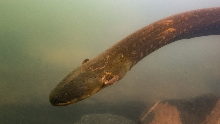 Newly Identified Electric Eel is the Most Powerful Ever Found, Say Scientists