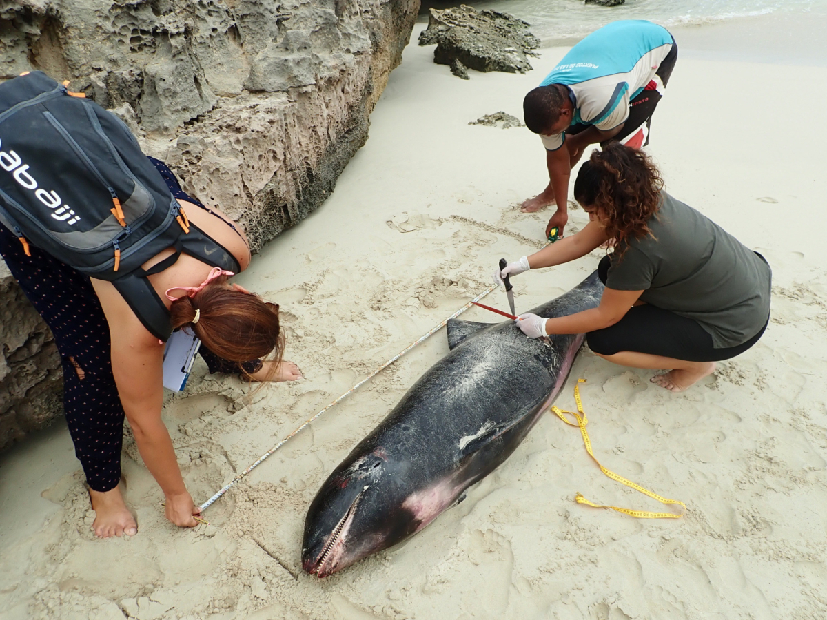 Officials take samples from a melon-headed whale for analysis to find out what happened. (Photo by Bios Cabo Verde Wildlife Conservation)