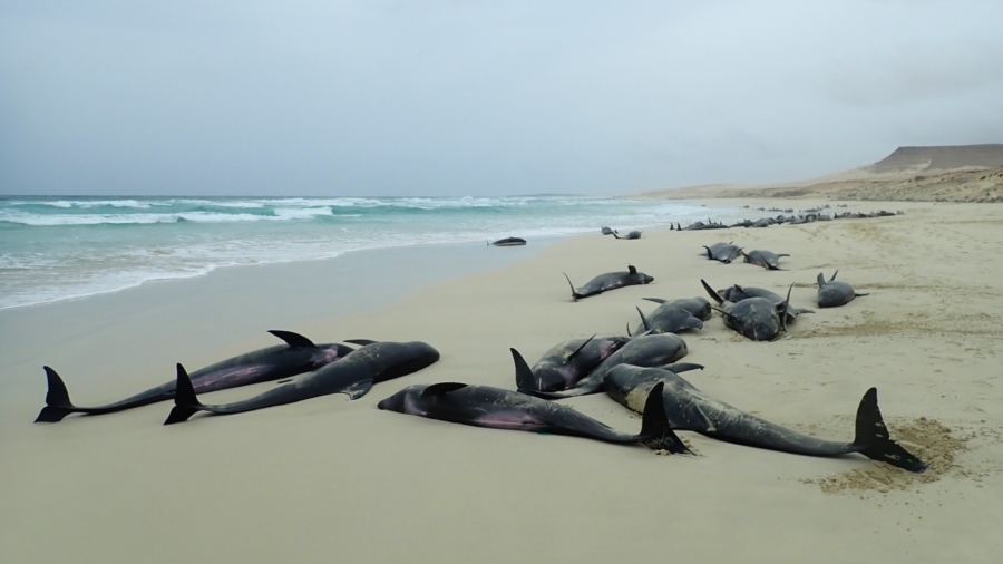 Dozens of Dolphins Wash up Dead on Ghana Beaches