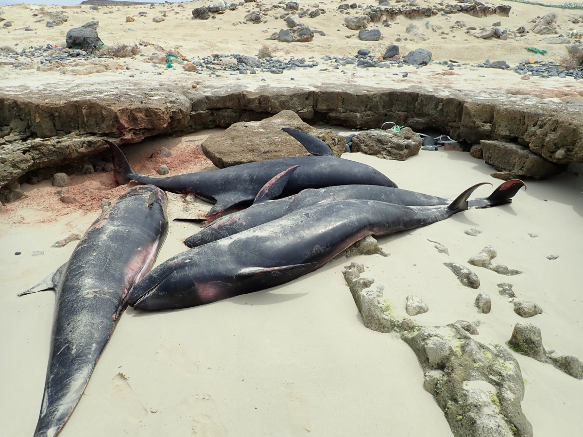 Stranded melon-headed whales on the eastern side of the island Boa Vista, Cape Verde on Sept. 24. 2019. (Photo by Bios Cabo Verde Wildlife Conservation)